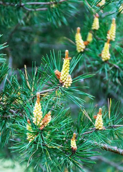 Bloeiende Dennenknop Een Natuurlijke Groene Achtergrond Van Dichtbij Uitzicht Een — Stockfoto