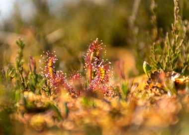 Geleneksel bataklık bitkileri, yosunlar, lichens yakın plan, bataklık arka plan, yazın bataklık dokusu