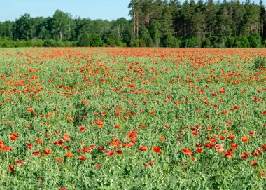 Güzel yaz manzarası çiçek açan kırmızı gelincikler, bulanık arka plan, parlak taç yaprakları