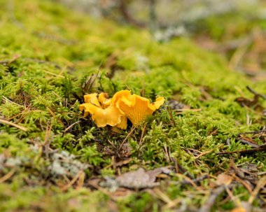Doğal orman arka planı, ormandaki yabani mantarlar, çimen, yosun, liken ve kuru dallarla geleneksel orman arka planı, sonbahar orman dokusu, sonbahar