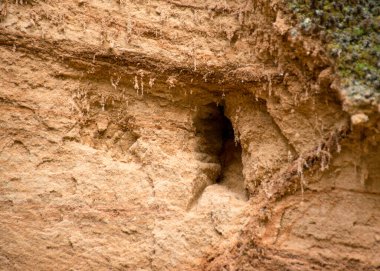 Soyut kumtaşı duvar dokusu, kum, yosun ve liken desenli resim, arka plan için uygun.