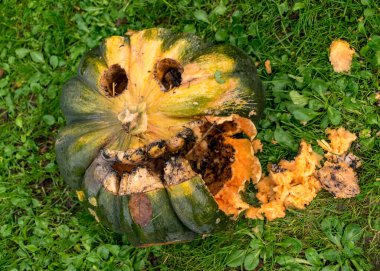 Cadılar bayramı için oyulmuş balkabağı, bayramdan sonra şımartılmış balkabağı, sonbahar zamanı