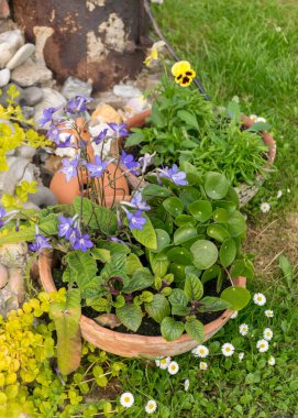 Tencerelerde renkli bahçeler, çiçek açan bitkiler ve yaz bahçesinde çiçekler.