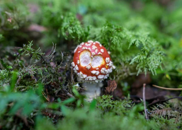 Fungo Selvatico Nella Foresta Sfondo Della Foresta Tradizionale Con Erba — Foto Stock