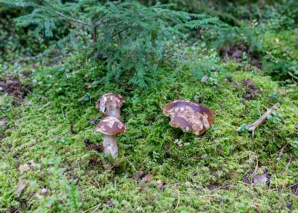 Champignon Sauvage Dans Forêt Fond Forestier Traditionnel Avec Herbe Mousse — Photo