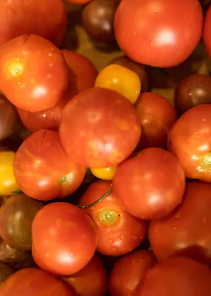 Tomaten Verschiedenen Formen Farben Und Größen Erntezeit Sommerliche Köstlichkeiten — Stockfoto