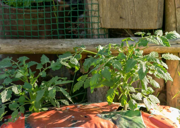Naylon poşette domates fideleri olan bir resim, bahçıvanlık konsepti, hobi olarak bahçe işleri.