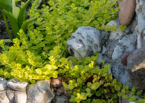 Photo Avec Une Pierre Aux Herbes Vertes Pierre Ressemble Visage — Photo