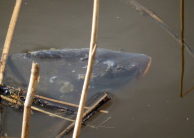 Suyun içinde bulanık balık anahatları, eski sazlıklar ve yansımalar, kirli ve çamurlu su