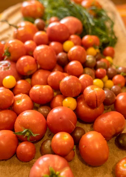 Tomaten Verschiedenen Formen Farben Und Größen Erntezeit Sommerliche Köstlichkeiten — Stockfoto