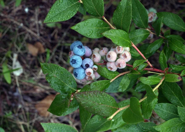 Blueberry Field Close View Juicy Blueberry Berries Harvest Time Autumn — Stock Photo, Image