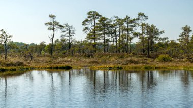 Mavi gökyüzü ve suyla güzel bataklık manzarası, geleneksel bataklık bitkileri, yosunlar ve ağaçlar, yazın bataklık.