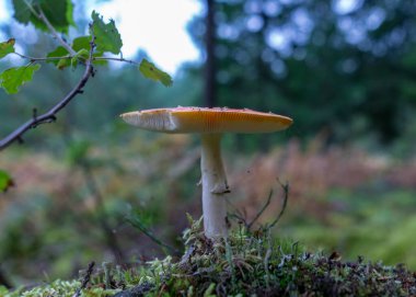 Doğal orman arka planı, ormandaki yabani mantarlar, çimen, yosun, liken ve kuru dallarla geleneksel orman arka planı, sonbahar orman dokusu, sonbahar