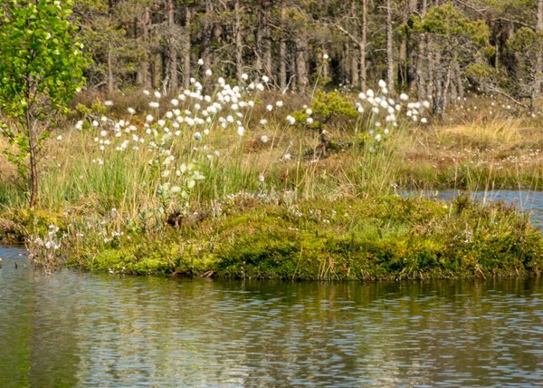 Plantes Tourbière Traditionnelles Mousse Lichens Gros Plan Oreillers Fleurs Balançant — Photo
