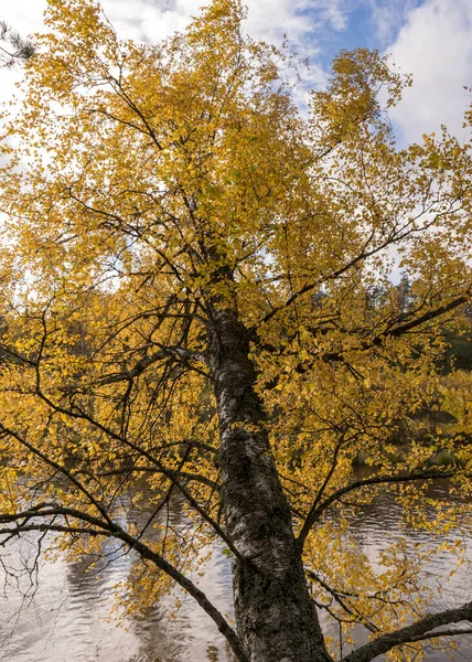 Осенний Пейзаж Желтой Березой Дерево Согнутое Над Рекой Река Гауя — стоковое фото