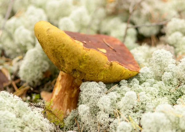 Naturlig Skog Bakgrund Vilda Svampar Skogen Traditionell Skog Bakgrund Med — Stockfoto