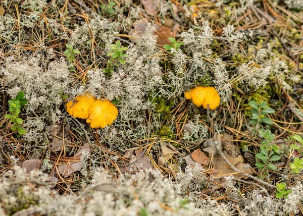 Natuurlijke Bosachtergrond Wilde Paddestoel Het Bos Traditionele Bosachtergrond Met Gras — Stockfoto