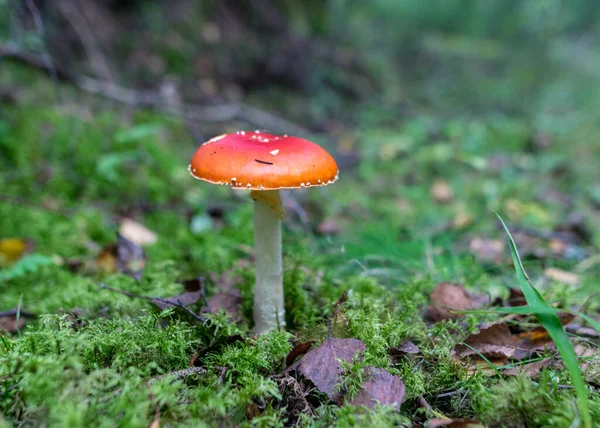 Seta Silvestre Bosque Fondo Forestal Tradicional Con Hierba Musgo Líquenes —  Fotos de Stock