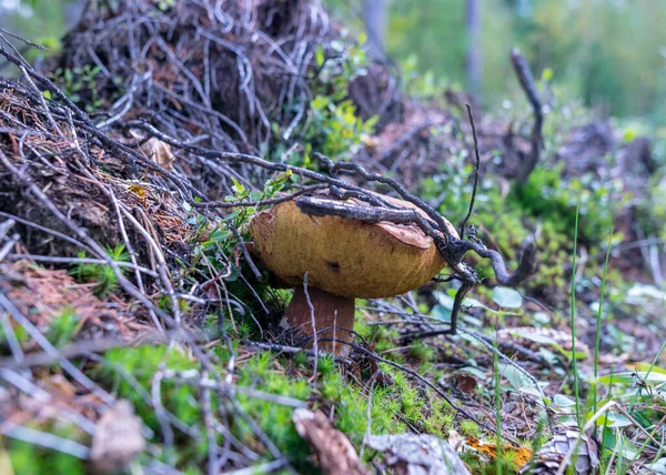 Divoké Houby Lese Tradiční Lesní Zázemí Trávou Mechem Lišejníky Suchými — Stock fotografie