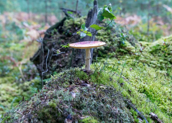 Cogumelo Selvagem Floresta Fundo Tradicional Floresta Com Grama Musgo Líquenes — Fotografia de Stock