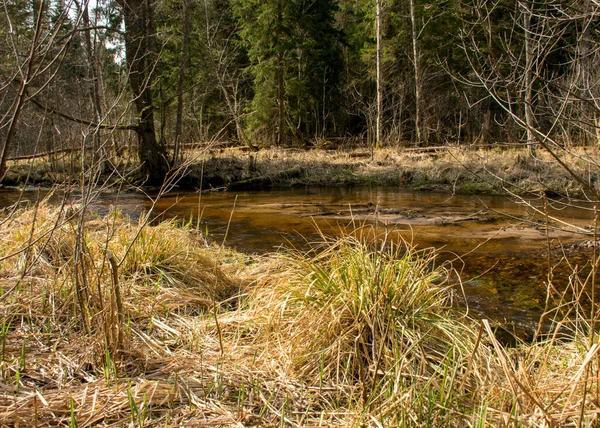 Paisaje Primavera Temprana Con Pequeño Río Salvaje Árboles Desnudos Reflejos — Foto de Stock