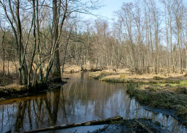 Frühlingslandschaft Mit Einem Kleinen Wilden Fluss Kahlen Bäumen Spiegelungen Wasser — Stockfoto