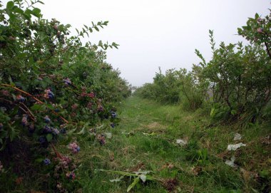 Böğürtlen tarlası, sulu yaban mersinlerinin yakın görüntüsü, hasat zamanı, sonbahar zamanı.