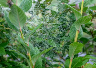 Sabah çiğ tanesinde örümcek ağı, sonbahar sabahı
