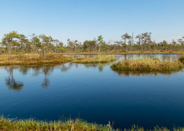 Mavi gökyüzü ve suyla güzel bataklık manzarası, geleneksel bataklık bitkileri, yosunlar ve ağaçlar, yazın bataklık.