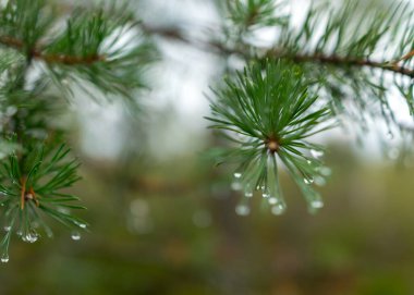 ıslak çam iğneleri, yağmur damlaları iğnelerin içine düştü, arka plan bulanık, yağmurlu hava, sonbahar