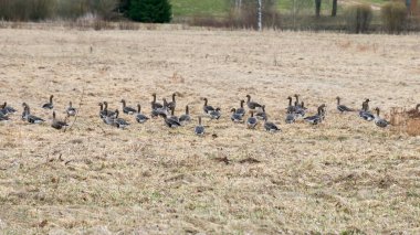 Göçmen bir kuş sürüsüyle bir kaz tarlasında manzara mevsimlik kuş göçü Letonya 'nın vahşi doğasındaki bir tarlada birçok yabani kaz.