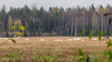 Tarım arazisi manzarası ve ağaçların ve çalıların arasından geçen beyaz kuğu sürüsü, sonbahar zamanı