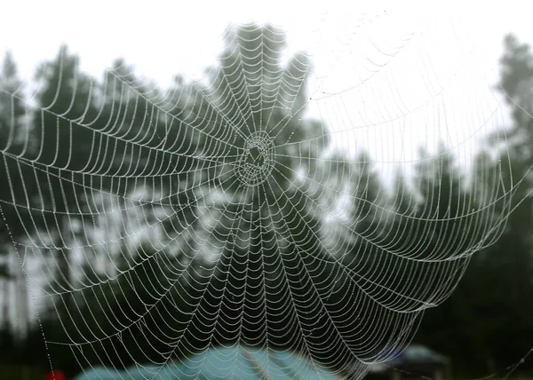 Spinnennetz Morgentau Herbstmorgen — Stockfoto