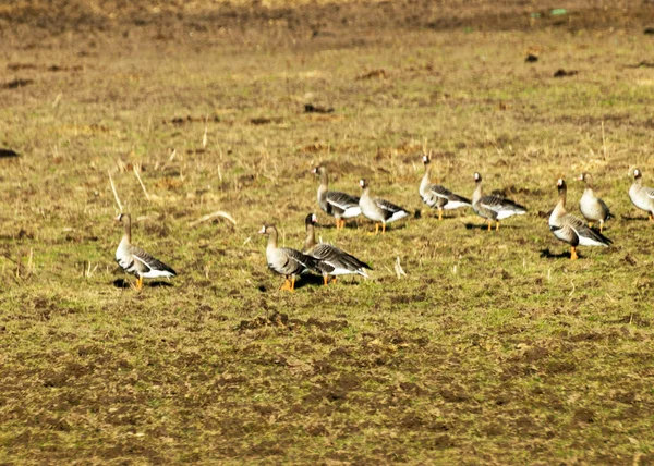 Champ Agricole Comme Lieu Arrêt Migration Automnale Printanière Des Oiseaux — Photo