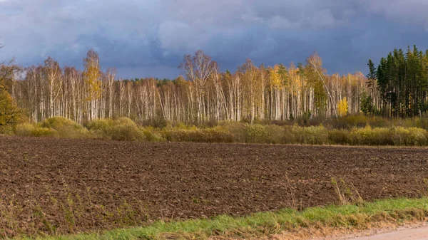 Paisaje Otoño Con Coloridos Árboles Amarillos Fondo Campo Primer Plano — Foto de Stock