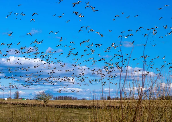 Una Manada Gansos Sorprendidos Abandonando Campo Durante Migración Primavera Otoño — Foto de Stock