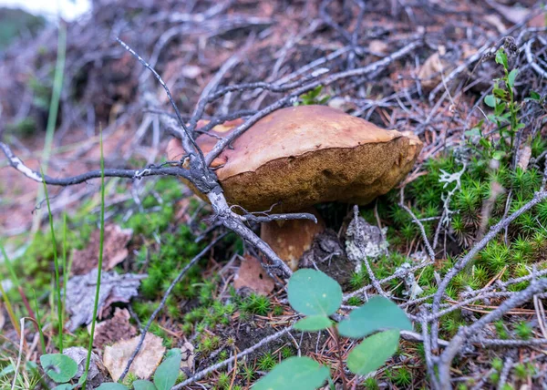 Cogumelo Selvagem Floresta Fundo Tradicional Floresta Com Grama Musgo Líquenes — Fotografia de Stock