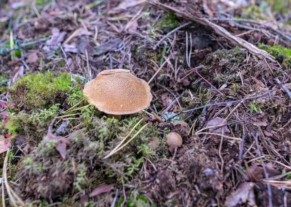 Arrière Plan Forêt Naturelle Champignon Sauvage Dans Forêt Arrière Plan — Photo