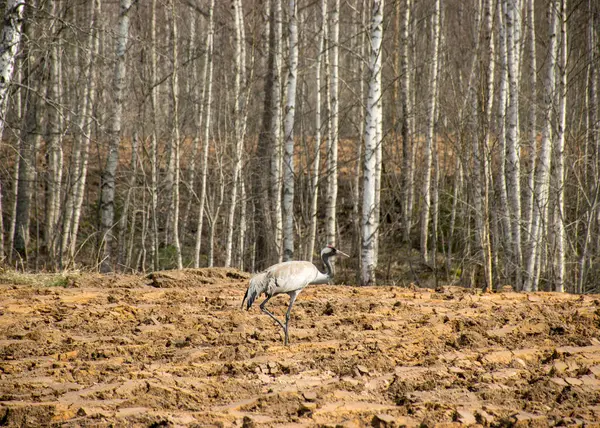 Grues Grises Sur Champ Labouré Fond Brouillé Brousse Migration Des — Photo