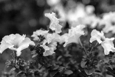 Bahçede yaz çiçekleri güneşli bir günde, bahçıvan yazı