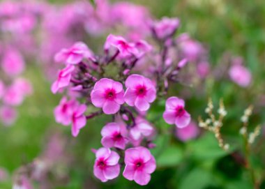 Bahçede yaz çiçekleri güneşli bir günde, bahçıvan yazı