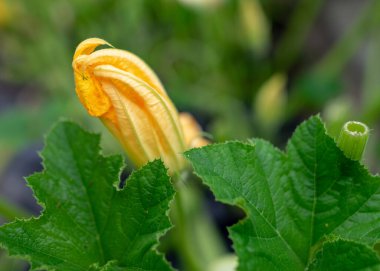 Farklı şekil ve boyutlarda kabak resmi, sarı kabak çiçekleri, hobi olarak bahçıvanlık, sonbahar hasat zamanı