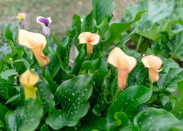 Fleurs Été Dans Jardin Par Une Journée Ensoleillée Jardinier Été — Photo