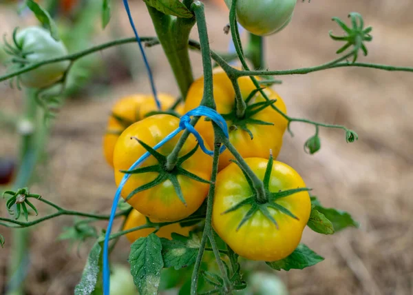 Imagen Con Tomates Diferentes Formas Tamaños Invernadero Película Jardinería Como —  Fotos de Stock
