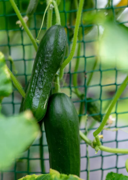 Picture Cucumbers Different Shapes Sizes Growing Vertically Plastic Fence Gardening — Stock Photo, Image