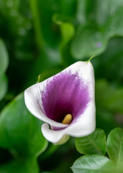 Fleurs Été Dans Jardin Par Une Journée Ensoleillée Jardinier Été — Photo