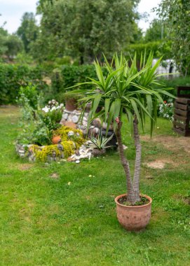 Yazın bahçe manzarası, çeşitli bitkiler ve çiçekler, hobi olarak bahçıvanlık konsepti, arka planda bahçe dekorasyonu.