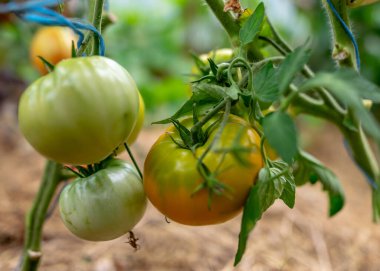 Farklı şekil ve boyutlarda domateslerin olduğu bir resim, sinema serası, hobi olarak bahçıvanlık, sonbahar hasat zamanı