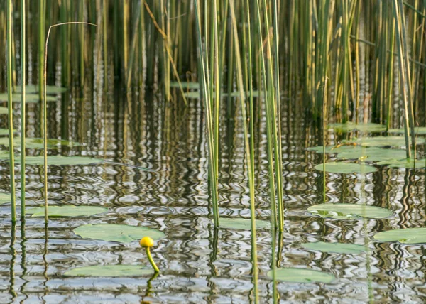 Летний Пейзаж Спокойной Водной Поверхностью Водяные Лилии Зеленые Листья Камыш — стоковое фото