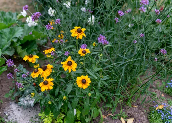 Fleurs Été Dans Jardin Par Une Journée Ensoleillée Jardinier Été — Photo